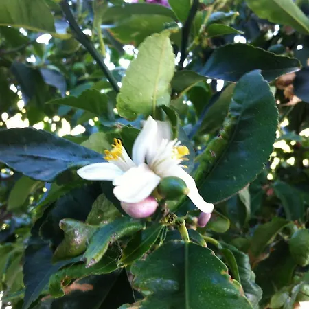 Sunset Hvar Appartamento *