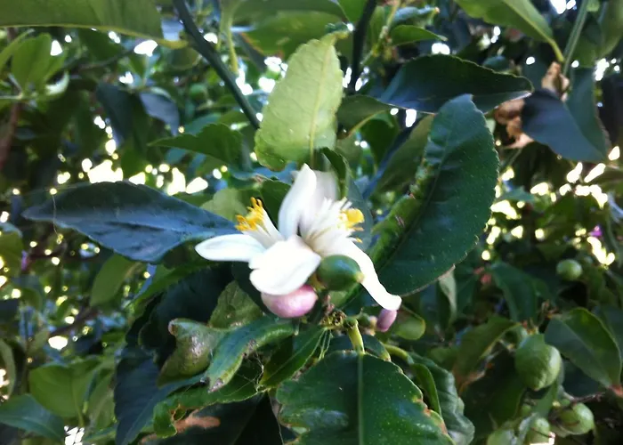 Sunset Hvar Appartement *